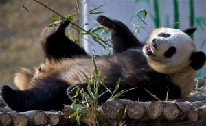 Crece la población de pandas gigantes en China