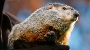¡VIRAL! Grabó a una marmota mientras le comía su pizza y “troleaba” a sus perros (VIDEO)