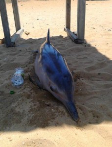 Hallan delfín muerto en Puerto Píritu (Fotos)