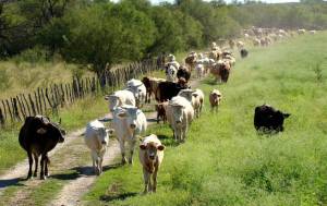 Las irregulares importaciones de ganado de Brasil