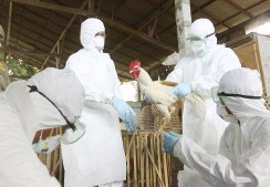 La advertencia de la OMS sobre las variantes de la gripe aviar que circulan en distintas especies de animales