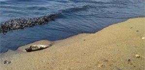 Derrame de hidrocarburos afectó 5 kilómetros de playa en El Palito