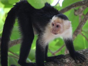 Una pareja rica decide legar toda su fortuna a su mono