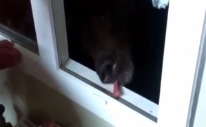 Ver para creer: un joven ruso alimenta a un oso hambriento por la ventana (Video)