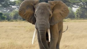 Cazadores furtivos matan al menos 19 elefantes en Mali