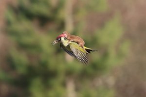 Comadreja cabalga a pájaro carpintero con la intención de matarlo (FOTOS)