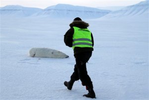 Matan a oso polar que atacó campamento de turistas