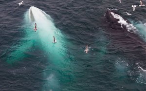 Captaron por primera vez “el disparo”, nuevo sonido emitido por la ballena jorobada que deslumbra a muchos