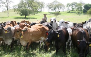 Productores en Barinas exigen al régimen de Nicolás Maduro seguridad en ganadería (VIDEO)