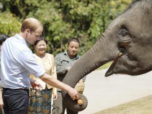 El príncipe Guillermo se despide de China con visita a reserva de elefantes (Fotos)