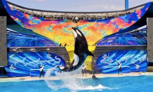 SeaWorld anuncia el fin de su programa de espectáculos con orcas