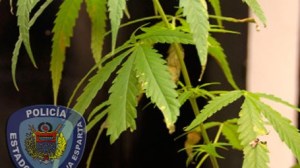 Le incautan plantas de marihuana a un hombre en Nueva Esparta