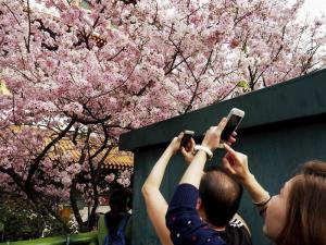 La predicción del florecimiento de los cerezos, un reto para los meteorólogos