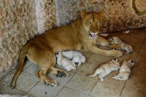 Una leona da a luz cinco cachorros en Pakistán (Foto)