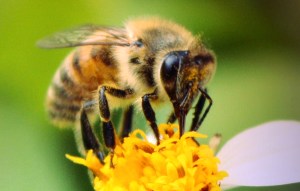 Investigador entrena abejas para detectar enfermedades de los cereales