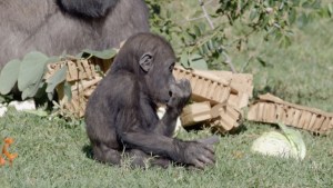 La gorila Joanne del zoológico de San Diego cumple un año
