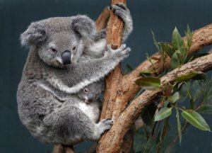 Alertan que el koala estaría “funcionalmente extinto” en Australia