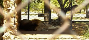 Murió leona del zoológico metropolitano del Zulia