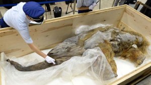 Los mamuts se extinguieron por problemas metabólicos, según científicos rusos