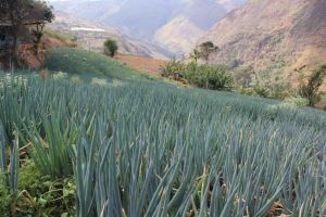 Gobierno de Miranda recupera cultivos de cebollín y durazno en El Jarillo