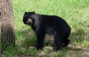 VIDEO: reportaron avistamiento de un oso frontino en Sanare, Lara