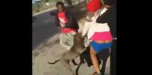 ¡Pitbull al rescate! Salva a una chica de ser agredida por tres mujeres (Video)