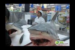 Tiburón sale del agua para arrebatarle un pez a este hombre (Video)