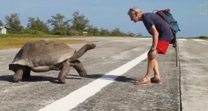 Interrumpió el acto sexual de dos tortugas y el macho lo quiso morder (Video)