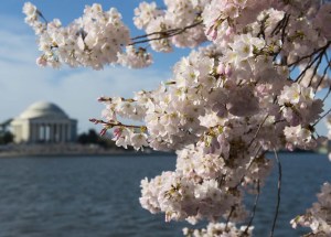 Los cerezos florecen en Washington DC (Fotos)