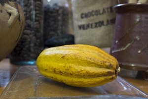 Gobierno fija mecanismos para exportar cacao, tras reclamo de clientes de Suiza y Japón
