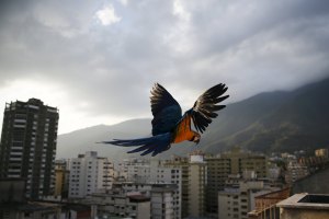 Bandadas de guacamayos colorean los cielos de Caracas (Fotos)