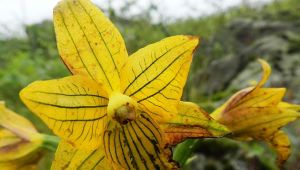 Encuentran la “orquídea de Lima”, que se creía extinta hace medio siglo