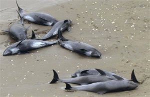 Aparecen varados 150 delfines en una playa de Japón