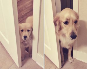 ¡Qué tiernos! Antes y después que muestra lo rápido que crecen los perros (Fotos)