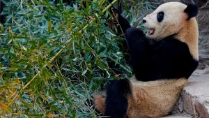 Muere un quinto panda gigante en China por el virus del moquillo