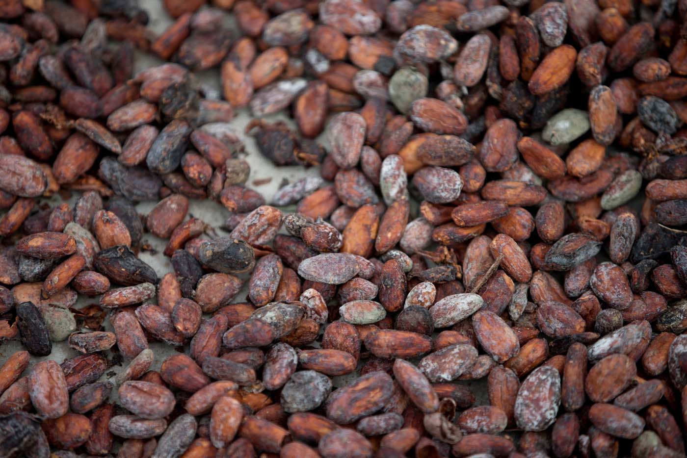 Hoy es el Día Nacional del Cacao Venezolano