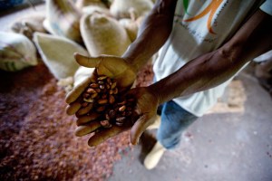 El cacao venezolano se pudre, esperando que el Gobierno permita su exportación (fotos)