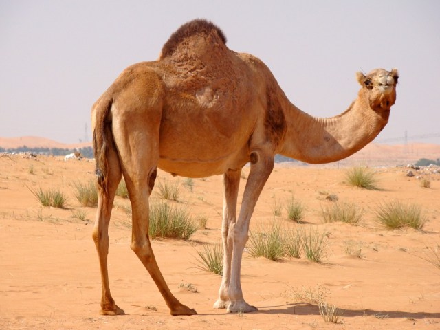 camello-by-ryas-e