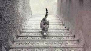 Un nuevo debate en Twitter: ¿El gato sube o baja las escaleras? (foto)
