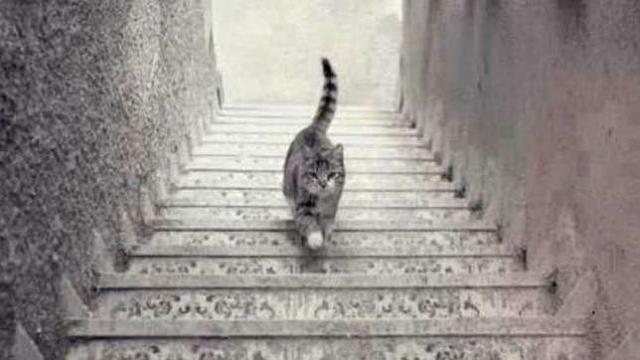 gato-sube-baja_escaleras