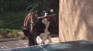 Video: Este perro juega ping pong como todo un profesional