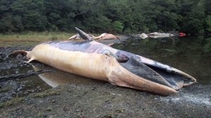 Más de 20 ballenas muertas en sur de Chile (Video)