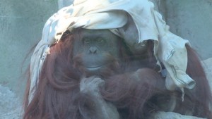 La orangután Sandra está triste… ¿Libertad o cautiverio? (Video)