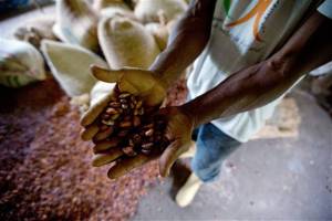 Sin licencias de exportación, la industria chocolatera se amarga en Venezuela