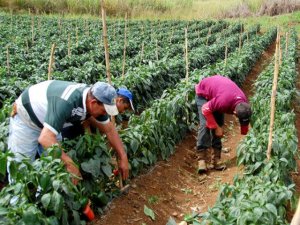 Confagan pide medidas para controlar precios de insumos