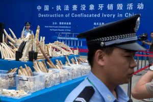 China destruye 660 kilos de marfil confiscado