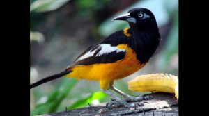 Venezuela, paraíso terrenal con 1.500 especies de aves