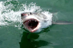 Cara a cara con el gran tiburón blanco en Sudáfrica