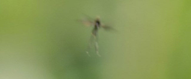 ¿Es “Campanita” o una mosca fuera de foco?
