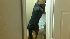 ¡WTF! Ir al baño de tu casa y encontrarlo ocupado por tu perro (Video)